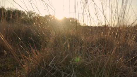 golden sunset through dry grass