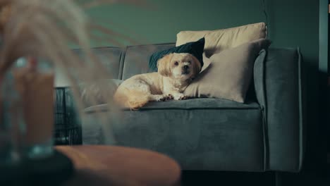 Shih-Tzu-boomer-dog-sits-on-living-room-couch-by-cushions