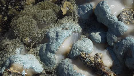 Pulso-O-Bombeo-De-Coral-Blando-Durante-La-Marea-Baja,-Día-Soleado,-Arrecife-Expuesto-A-Los-Elementos