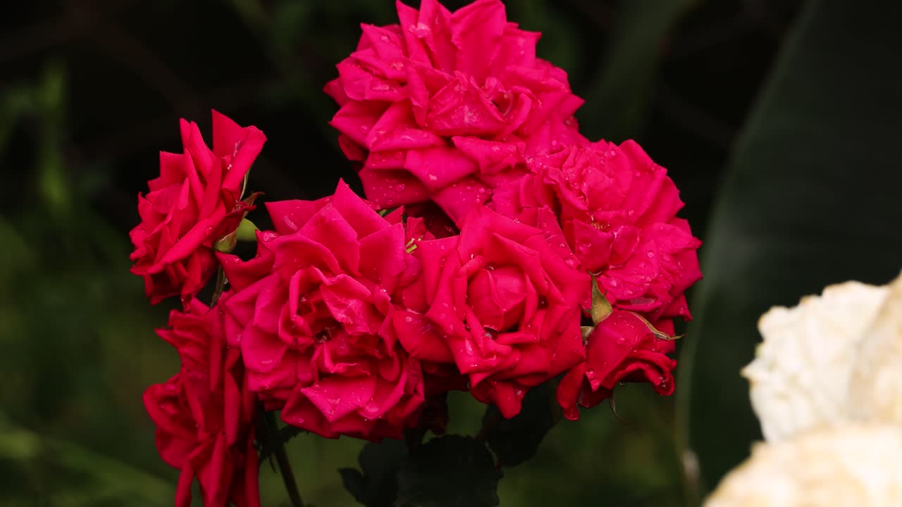 closeup de uma linda rosa vermelha no jardim com pingos de chuva