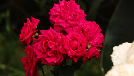 Primer-Plano-De-Una-Hermosa-Rosa-Roja-En-El-Jardín-Con-Gotas-De-Lluvia