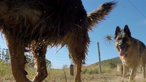 slow motion footage of german shepherd dogs playing on field in south africa