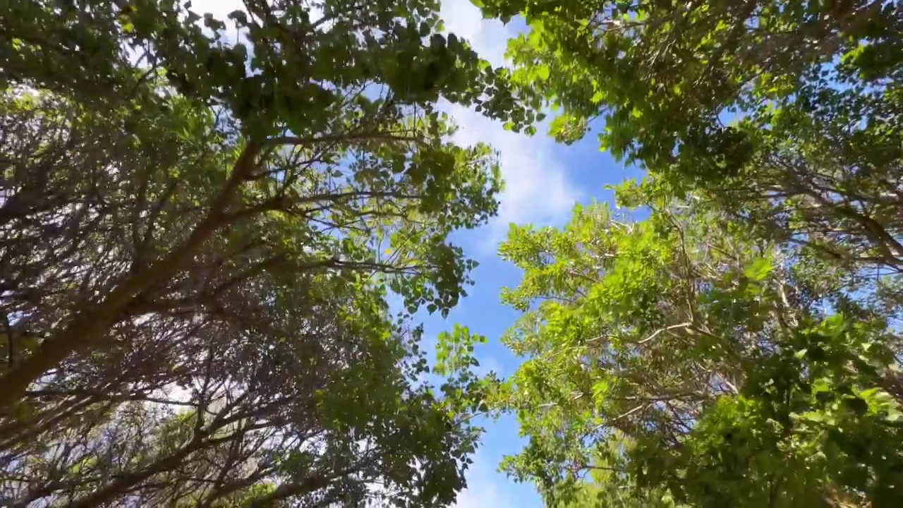 Ripresa soggettiva in movimento della chioma di un albero