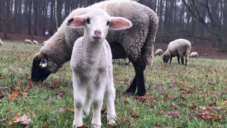 curious newborn lamb with mother