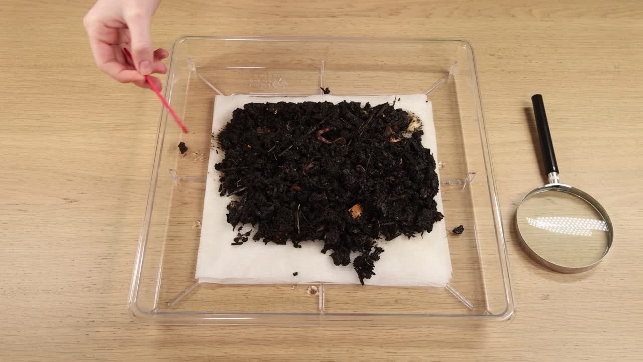 Scientist inspecting earthworms in soil using laboratory tools and magnifier
