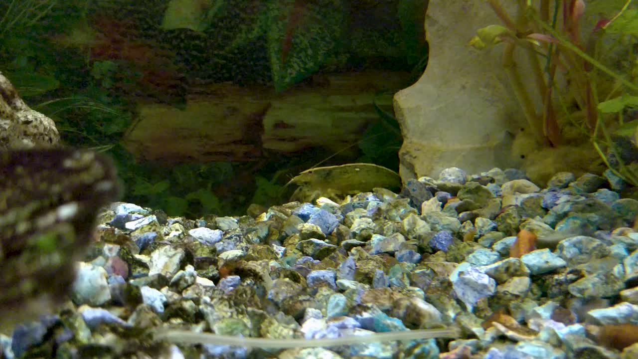 Atyopsis Moluccensis eller Bambusreje, der renser bunden af sit akvarium