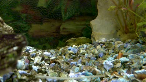 atyopsis moluccensis o camarones de bambú, limpiando el fondo de su acuario