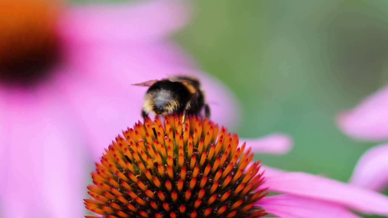 A bumblebee delicately explores the vibrant orange center of a purple coneflower.