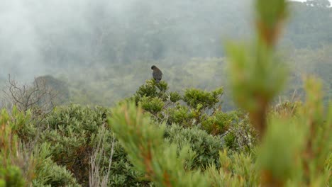 Fliegender-Schwarzer-Vogel