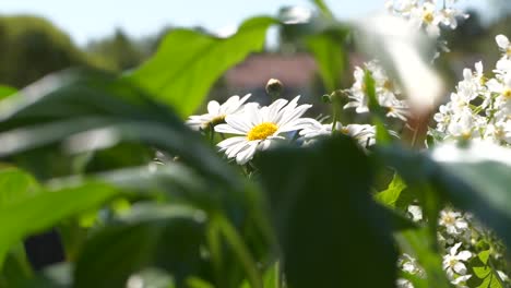 daisy flower with a lot of green leaves, close up