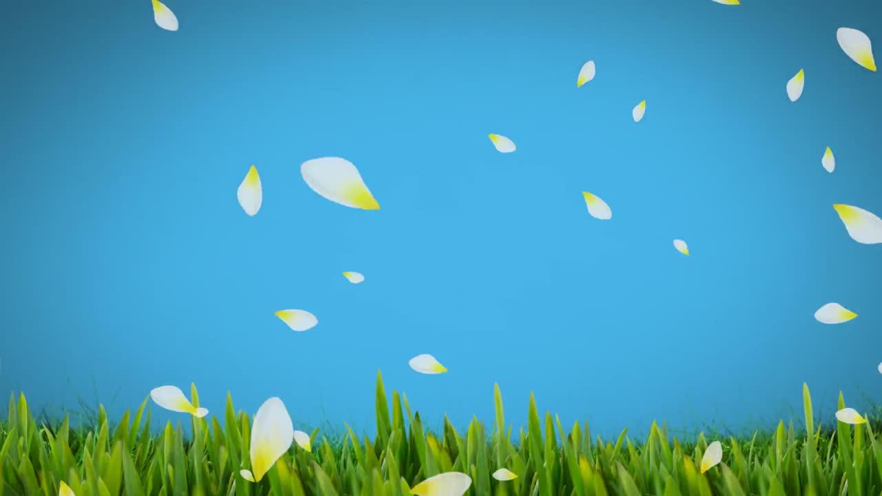 Animation of white and yellow spring flower petals falling over grass on blue background