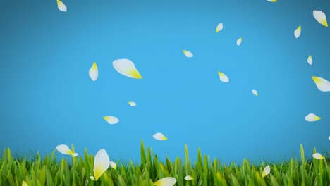 Animation-of-white-and-yellow-spring-flower-petals-falling-over-grass-on-blue-background
