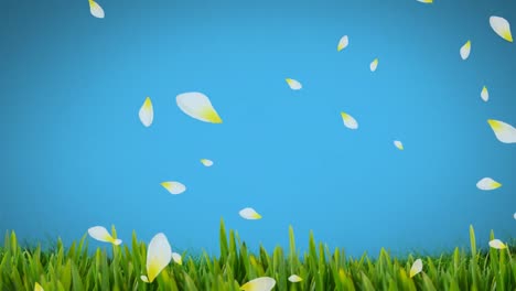 animation of white and yellow spring flower petals falling over grass on blue background