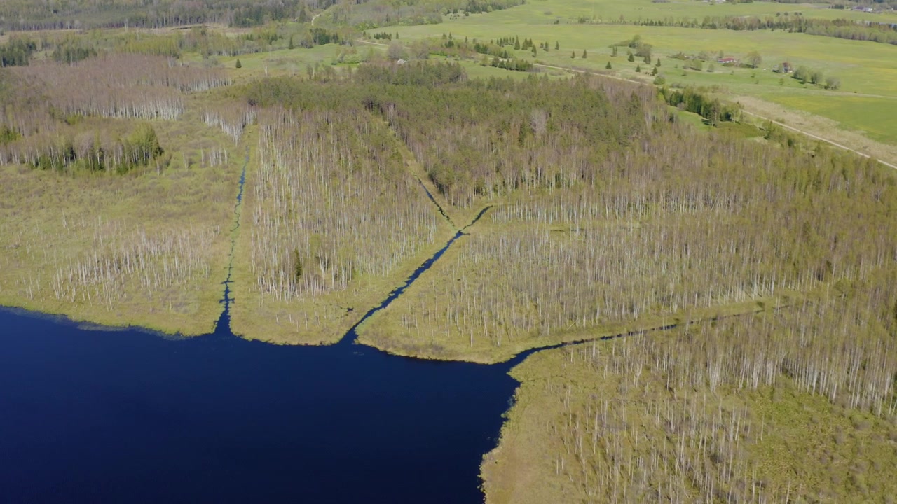 Luftfoto med drone av små elver og dreneringskanaler som renner ut i en mørkeblå innsjø gjennom våtmarksbjørkeskog. Landskapsbilde fra landsbygda i Europa