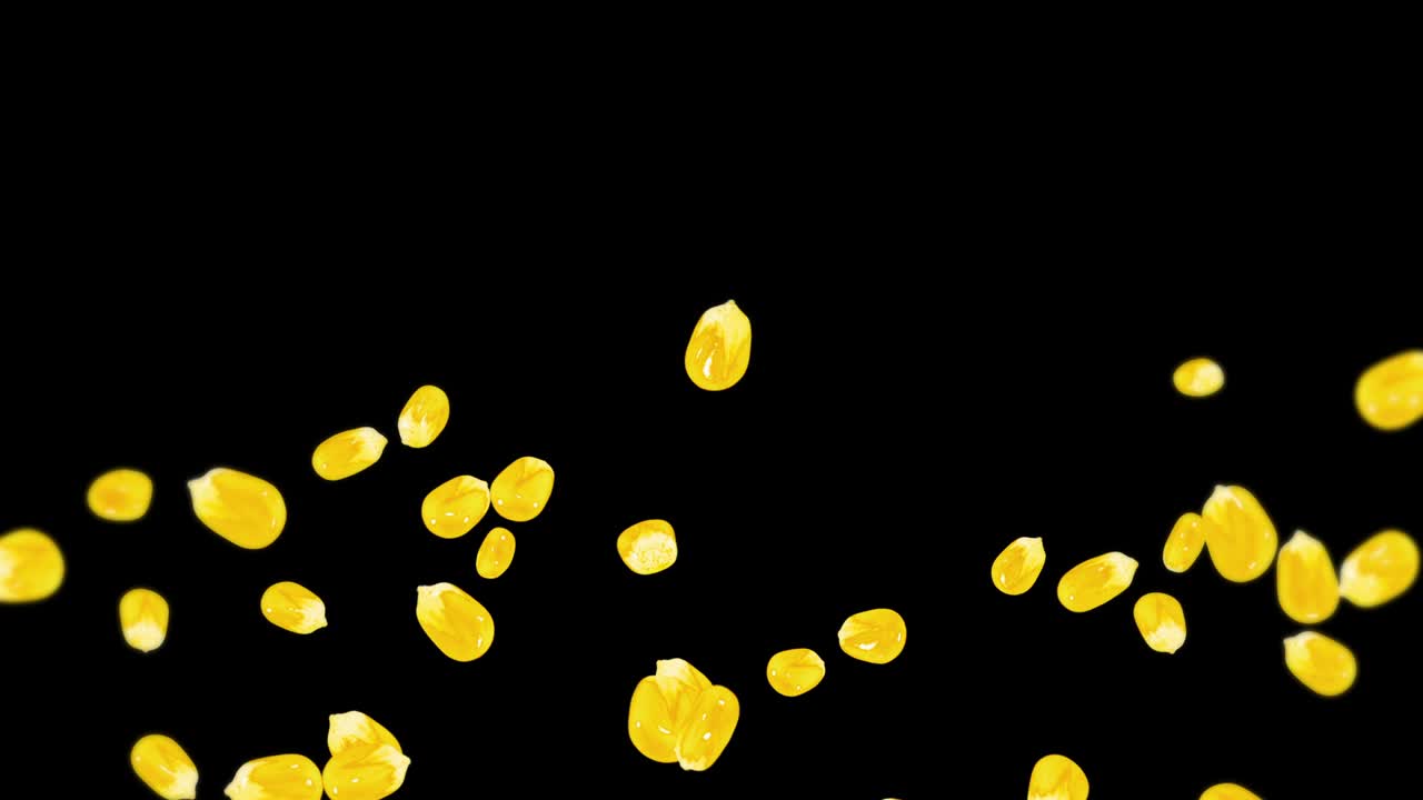 검은색 바탕에 많은 옥수수 어리를 날려. 노란색 달한 옥수스 씨. 채식주의자. 건강한 음식. 옥수수가 회전하는 3d 루프 애니메이션.