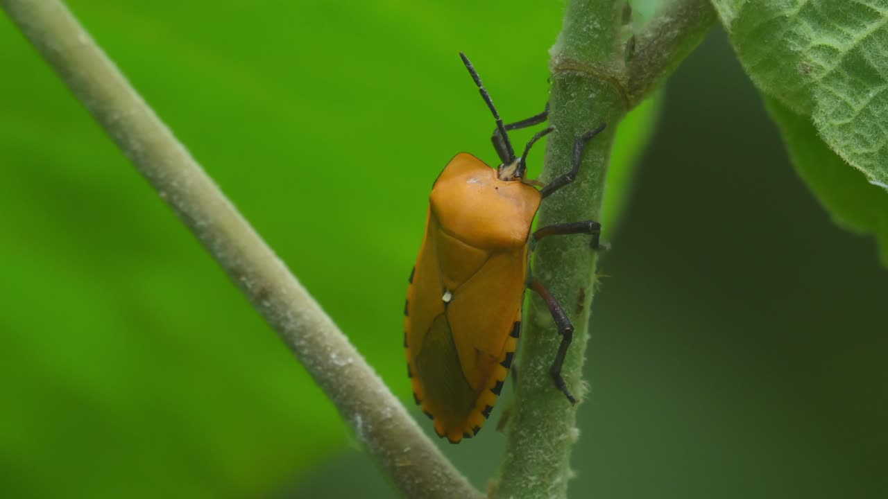 bicho escudo gigante, tessaratomidae, parque nacional kaeng krachan, tailandia