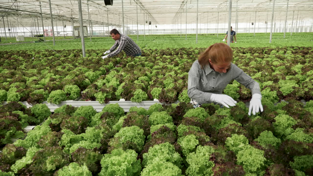 People Harvesting Lettuce in a Greenhouse