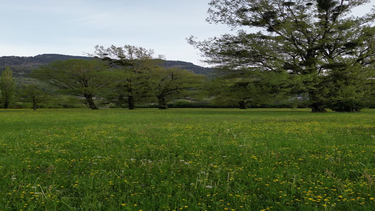 vista desde un avión no tripulado del hermoso jardín de flores de wallenstadt en suiza, europa