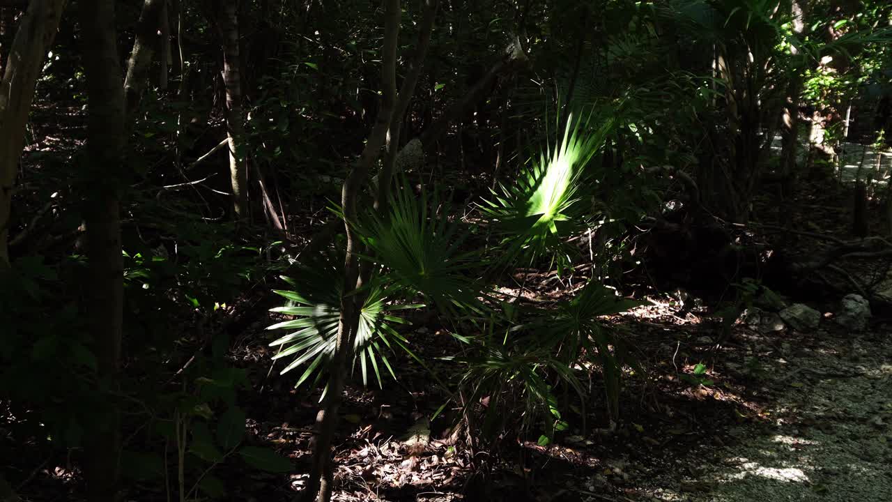 Inquadratura cinematografica dall'alto di fronde di palma nana baciate dal sole in una scura foresta tropicale. Illuminazione ad alto contrasto con ombre profonde e texture verde vibrante su un naturale sottobosco.