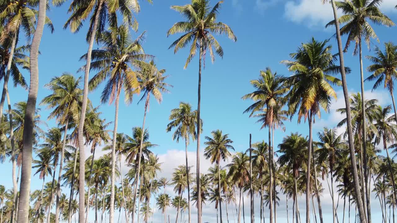 palmeras de coco con imágenes cinematográficas de cielo nublado azul