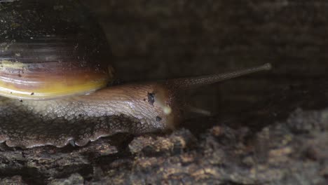 giant snail crawling in a terrarium - achatina fulica