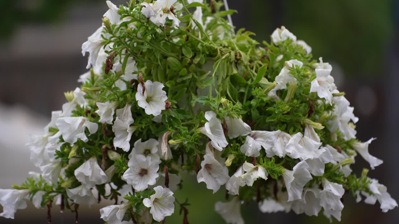 flores de petunia blancas con hojas verdes: hermosas decoraciones colgantes para jardines y bodas
