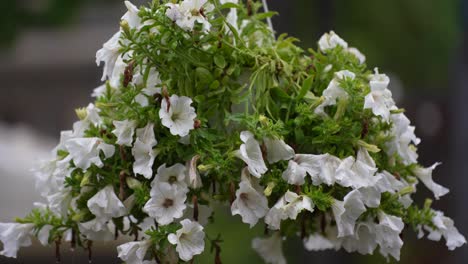 white petunia flowers with green leaves: beautiful hanging decorations for gardens and weddings