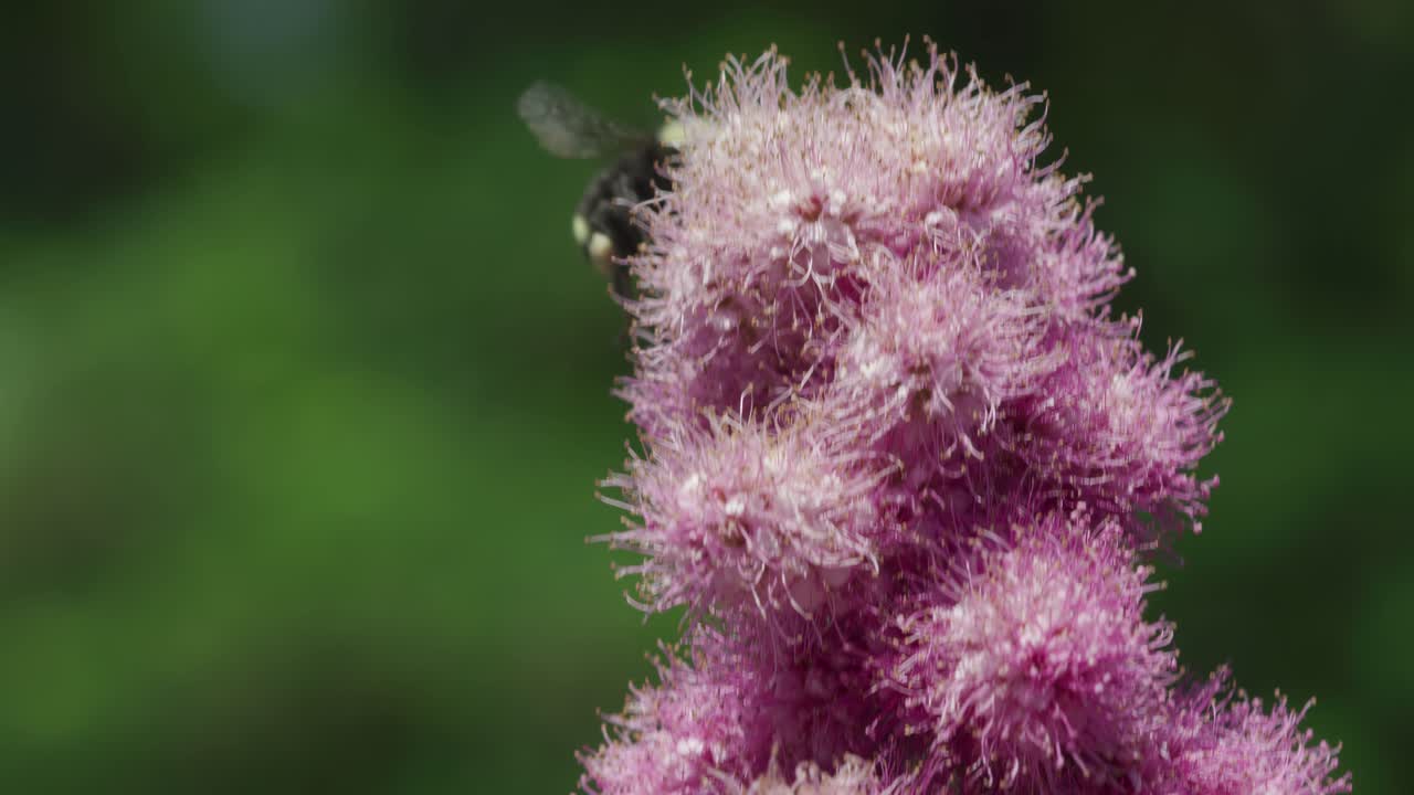 울창 한 정원 근처 의 봄 에 활기찬 자연 환경 에서 꽃 이 피는 아름다운 분홍색 꽃