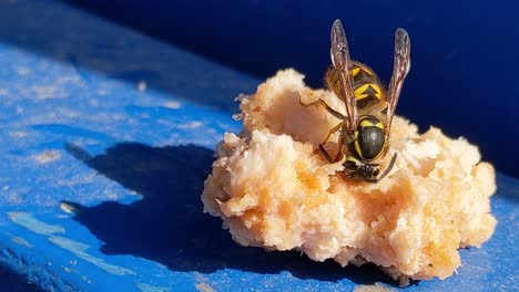 a common yellow jacket wasp hyper focused on consuming a small bit of meat, vespula maculifrons