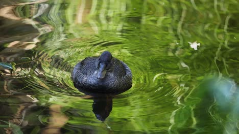 un pato nadando en un estanque verde