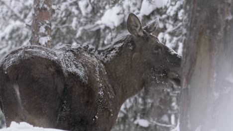 scared moose fleeing and checking danger from afar in winter forest - medium tracking shot