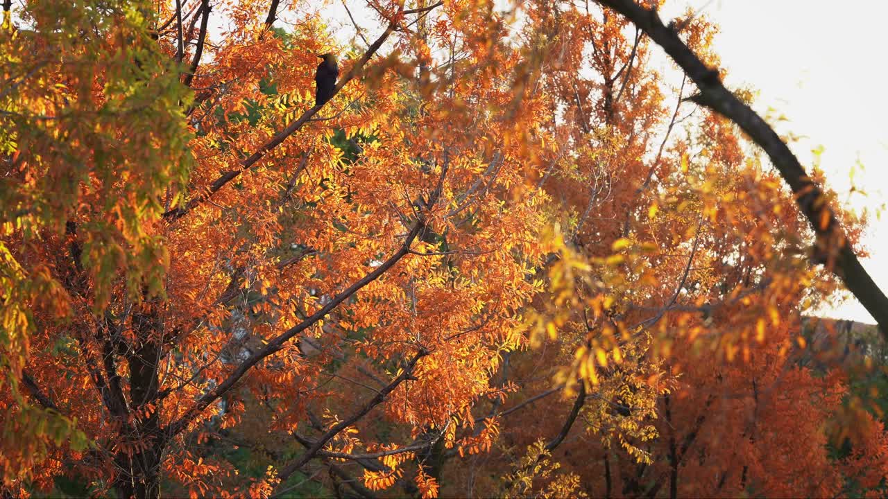A Wild Black Crow in The Orange Trees