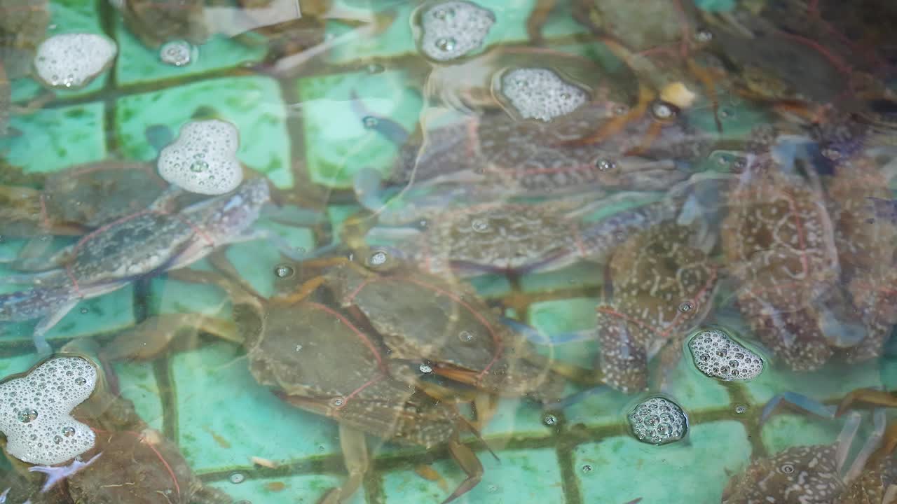 cangrejos agrupados en un tanque lleno de agua