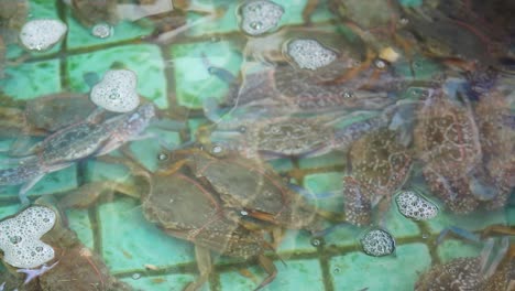 crabs clustered in a water-filled tank