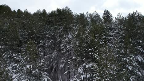 High-pine-trees-covered-in-white-snow,-wild-mountain-forest-under-misty-sky,-cinematic-drone-aerial-shot