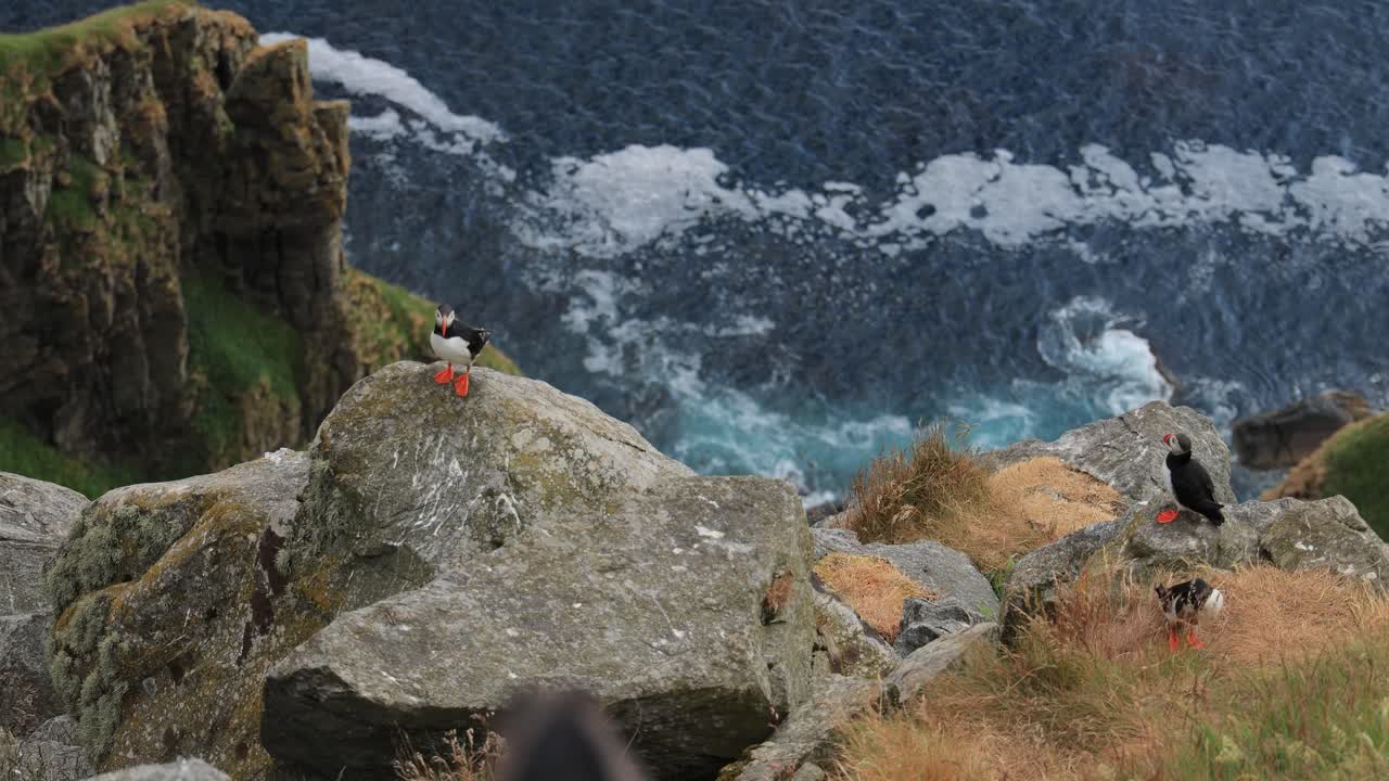 대서양 파핀 (fratercula arctica) 은 룬데 섬 (노르웨이) 의 바위 위에 있습니다.