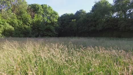 Aerial:-Low-shot-in-a-forest-with-in-the-background-a-bike-path