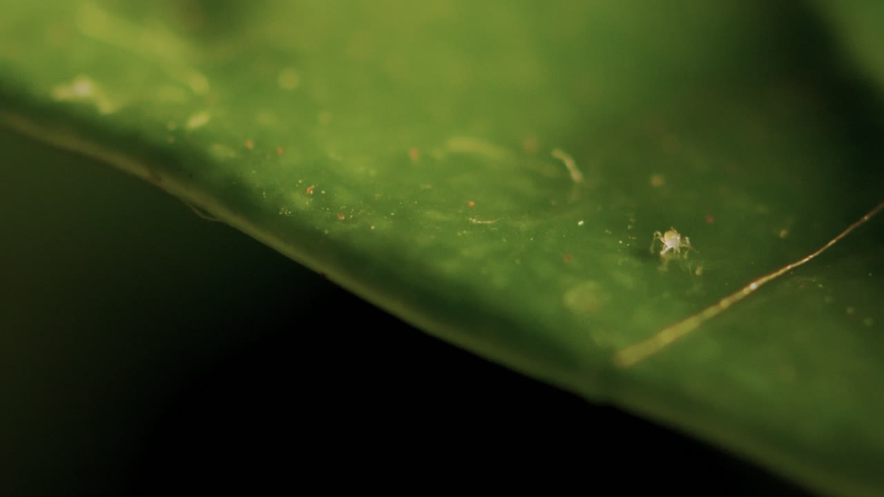 microorganismo larvas áfidos insecto arrastrándose sobre una hoja después de la lluvia primer plano extremo