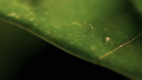 microorganismo larvas áfidos insecto arrastrándose sobre una hoja después de la lluvia primer plano extremo