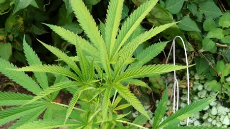 Langsames-Schwenken-Und-Zoomen-In-Eine-Marihuana-Pflanze,-Die-In-Einem-Garten-Wächst,-Der-Nach-Kleinen-Weißen-Blüten-Schwenkt