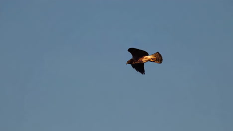 hawk in flight