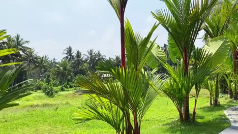 beautiful tropical landscape with palm trees