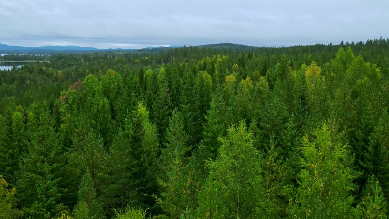 Lush Green Foliage Of Coniferous And Aspen Trees In The Abundant Forest Of Dalarna, Sweden