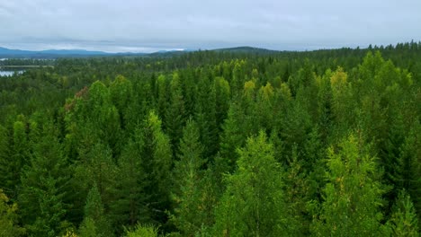 lush green foliage of coniferous and aspen trees in the abundant forest of dalarna, sweden