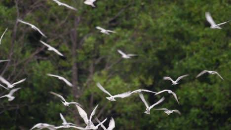 Terns-are-seabirds-that-can-be-found-all-throughout-the-world-at-sea,-rivers,-and-other-wider-bodies-of-water