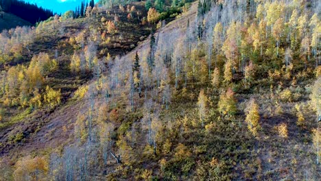 stunning aspen grove during colorado fall