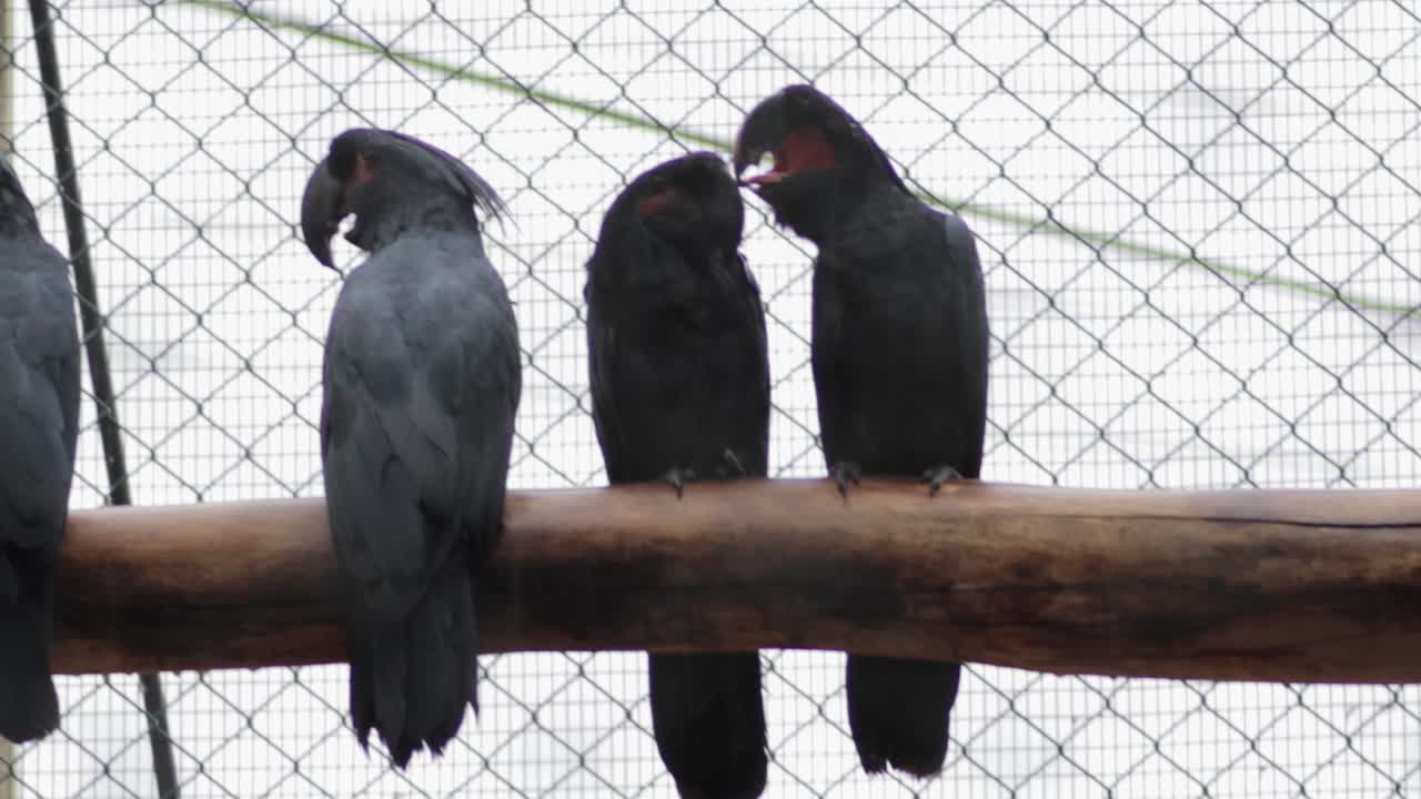 cacatúa de palma especies de loros negros pájaros sentados en postes de madera enamorados, enjaulados en el parque de pájaros hambantota