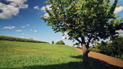 nature in baselland in switzerland-4