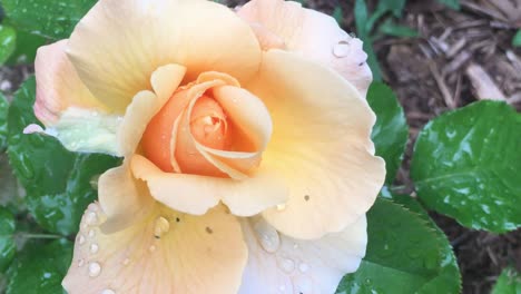 Primer-Plano-De-Una-Flor-De-Rosa-De-Color-Brandy-En-Un-Hermoso-Jardín