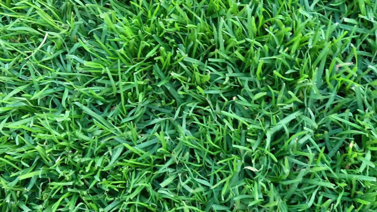 Un'inquadratura ravvicinata dall'alto mostra la trama densa di vivaci fili d'erba verde.